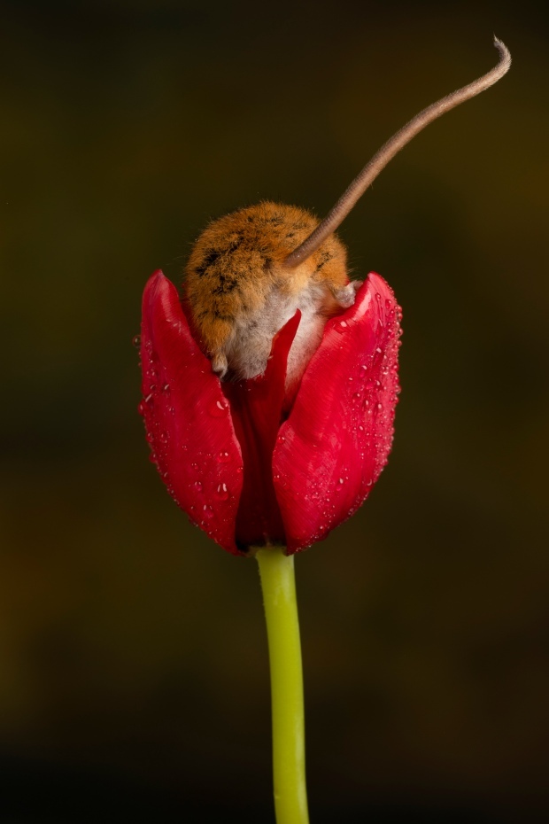Bộ ảnh chuột đồng đu bám trên hoa tulip gây sốt - Ảnh 4.
