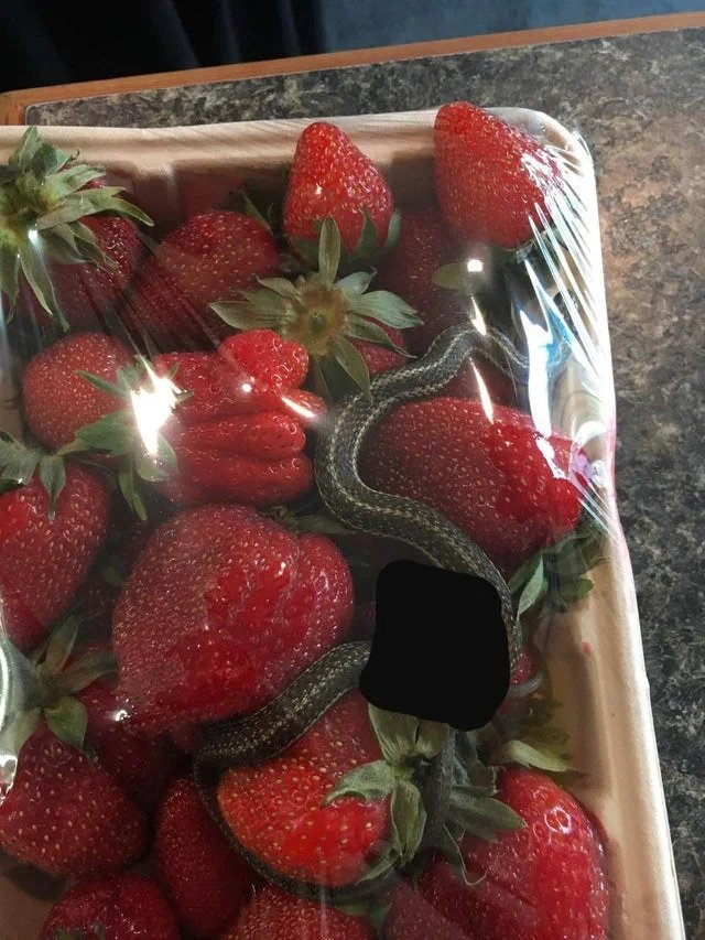 Buying a box of fresh strawberries to eat, the woman was shocked when she discovered the gift: There is toxicity!  - Photo 1.