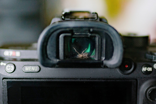 Nhiếp ảnh gia phát hiện con nhện sống trong khung ngắm camera, quyết định làm bạn với nó - Ảnh 1.