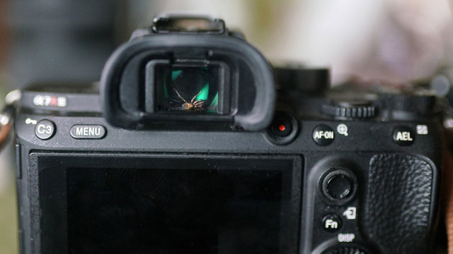 The photographer discovered the spider living in the camera viewfinder, decided to befriend it - Photo 2.