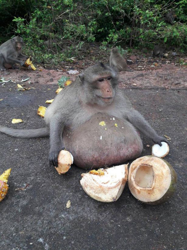 Cuộc đời bi kịch của chú khỉ béo phì nổi tiếng nhất Thái Lan và cái chết bí ẩn do lòng tham của con người - Ảnh 1.