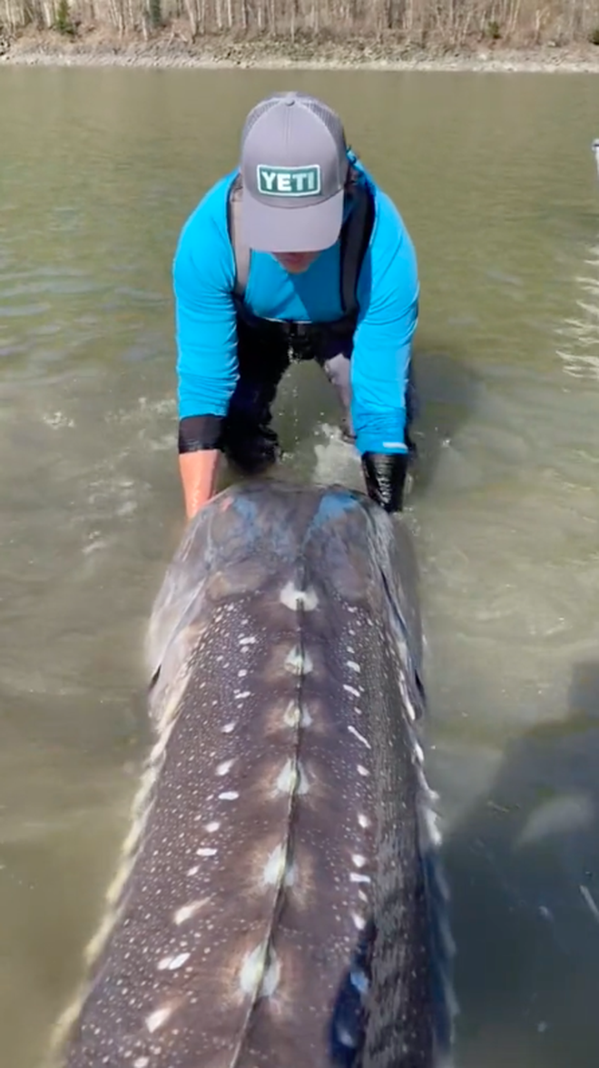Thợ câu bắt được thuỷ quái khổng lồ nặng gần 250kg trên sông, netizen Việt nhận ra ngay là 1 loài cá quen thuộc ở nước mình - Ảnh 2.