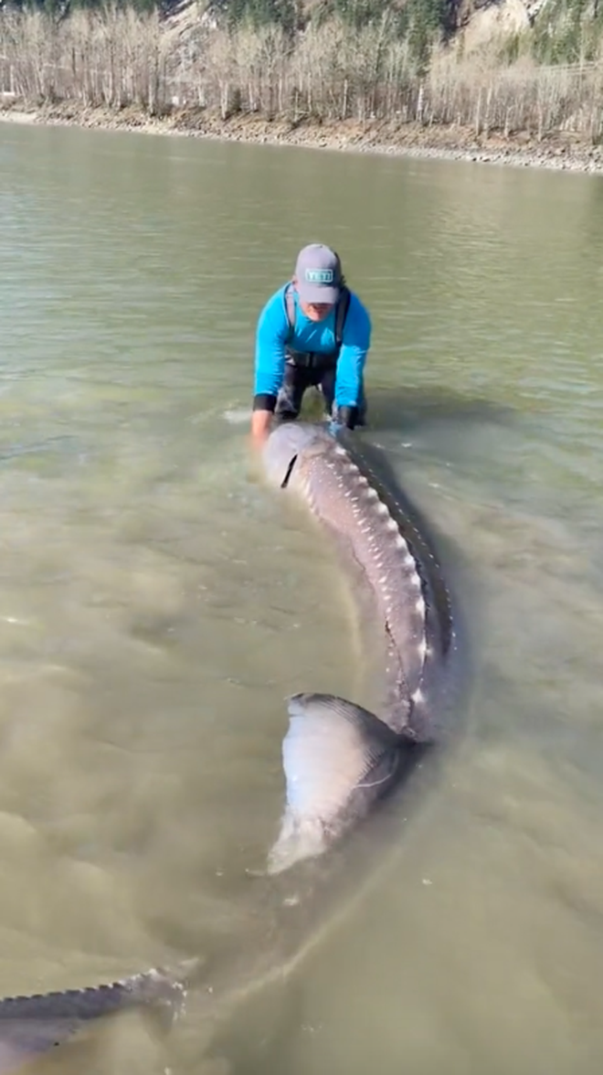 Thợ câu bắt được thuỷ quái khổng lồ nặng gần 250kg trên sông, netizen Việt nhận ra ngay là 1 loài cá quen thuộc ở nước mình - Ảnh 3.