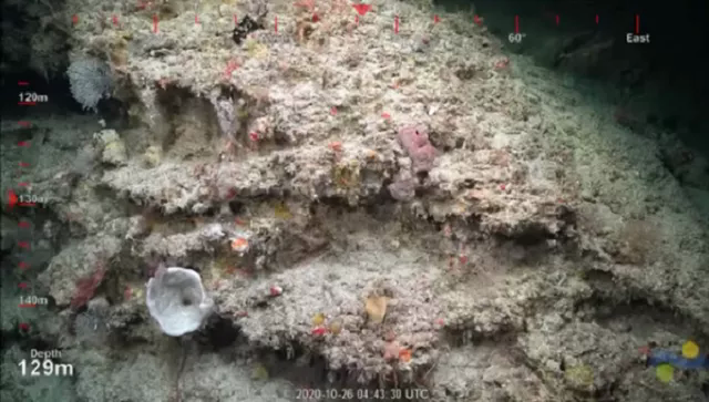 UNESCO xếp rạn san hô Great Barrier bị tẩy trắng vào danh sách đang gặp nguy hiểm? - Ảnh 1.