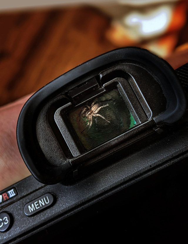 The photographer discovered the spider living in the camera viewfinder, decided to be friends with it - Photo 3.