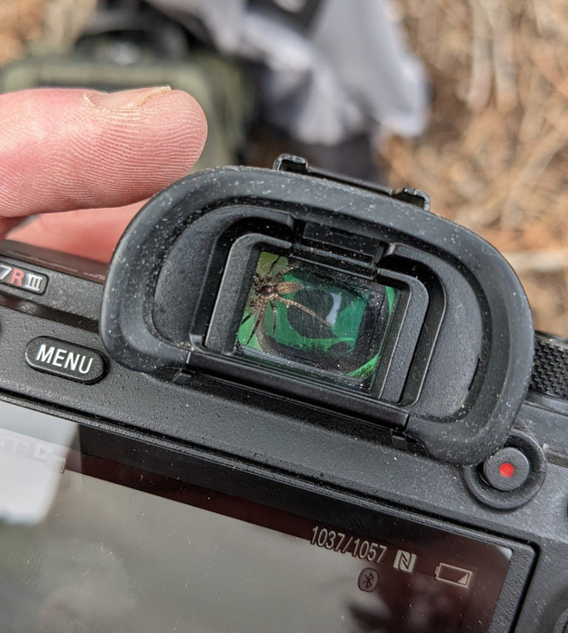 The photographer discovered the spider living in the camera viewfinder, decided to be friends with it - Photo 4.