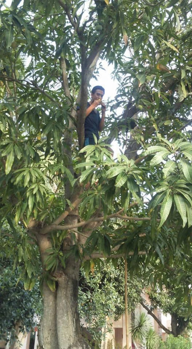 The school's powerless announcement: Students are not allowed to… pick green mangoes, the reason written below makes everyone laugh - Photo 4.