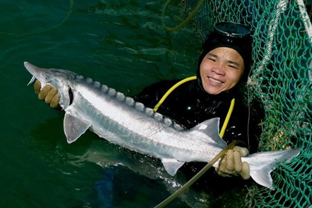 Thợ câu bắt được thuỷ quái khổng lồ nặng gần 250kg trên sông, netizen Việt nhận ra ngay là 1 loài cá quen thuộc ở nước mình - Ảnh 5.