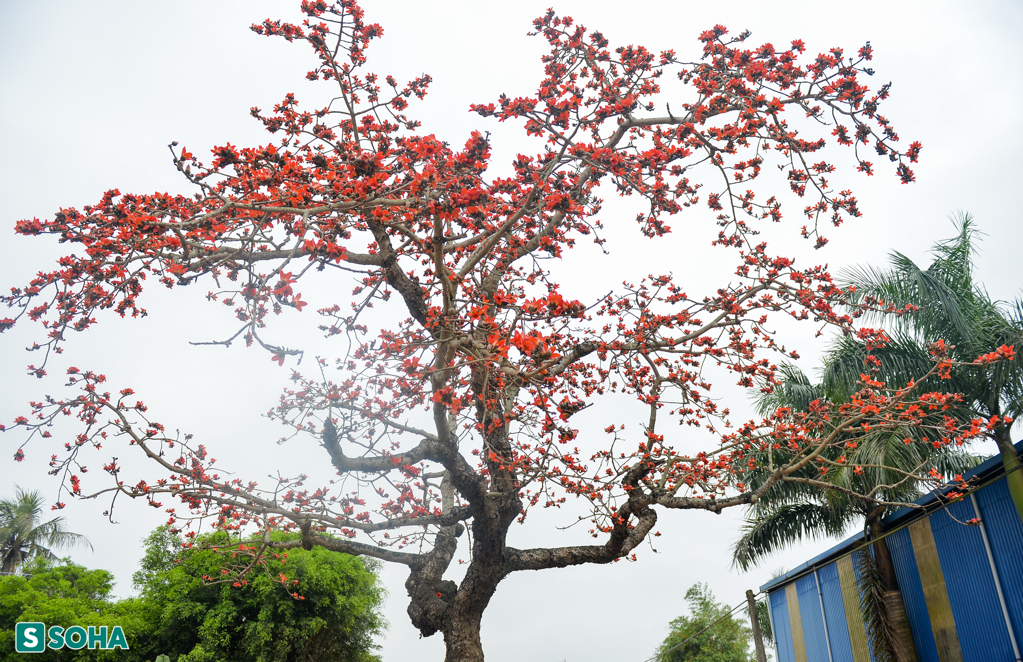 Mãn nhãn chiêm ngưỡng cây gạo gù, thân dáng rồng nở hoa đỏ rực ở Thái Bình - Ảnh 10.