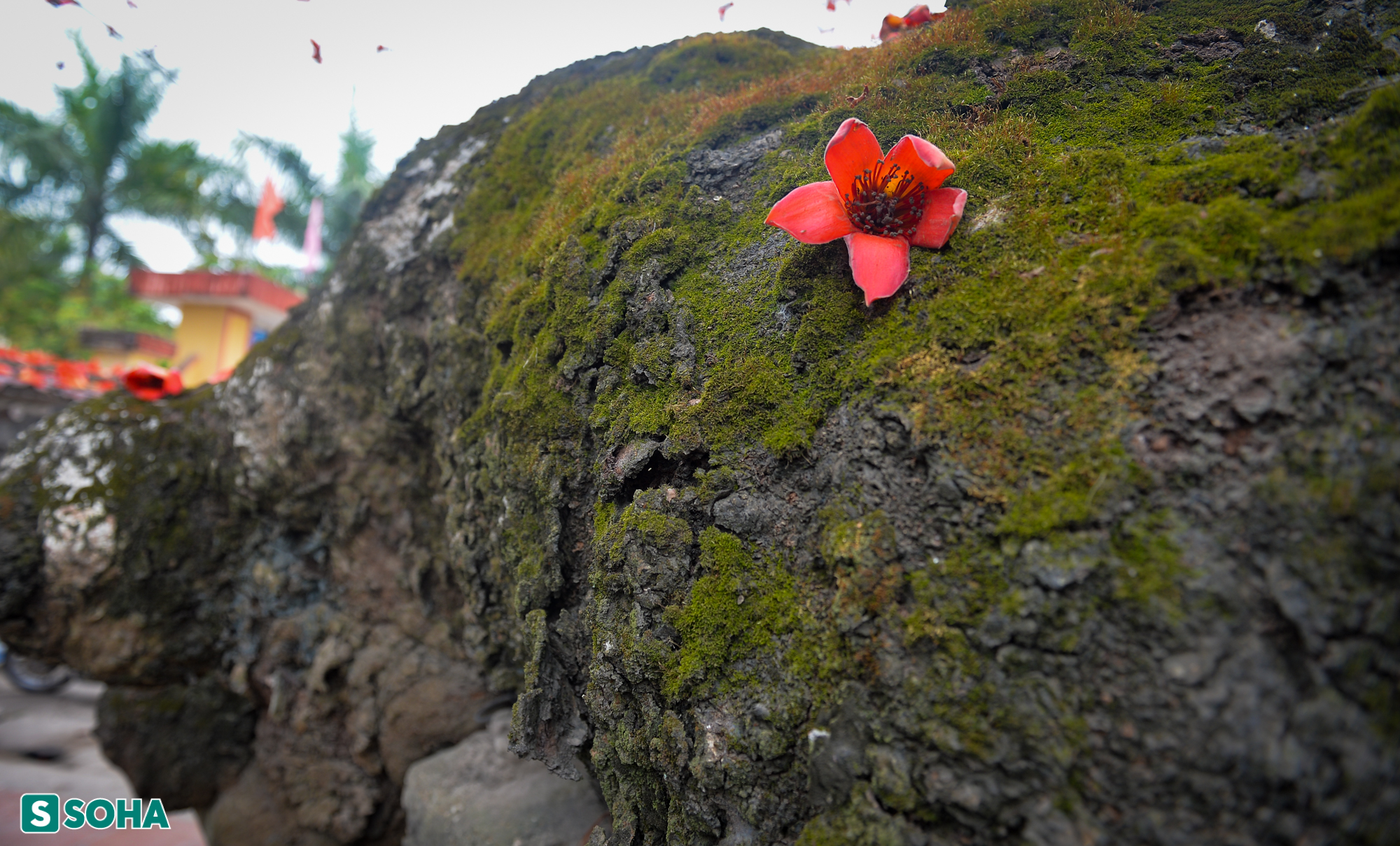 Mãn nhãn chiêm ngưỡng cây gạo gù, thân dáng rồng nở hoa đỏ rực ở Thái Bình - Ảnh 3.