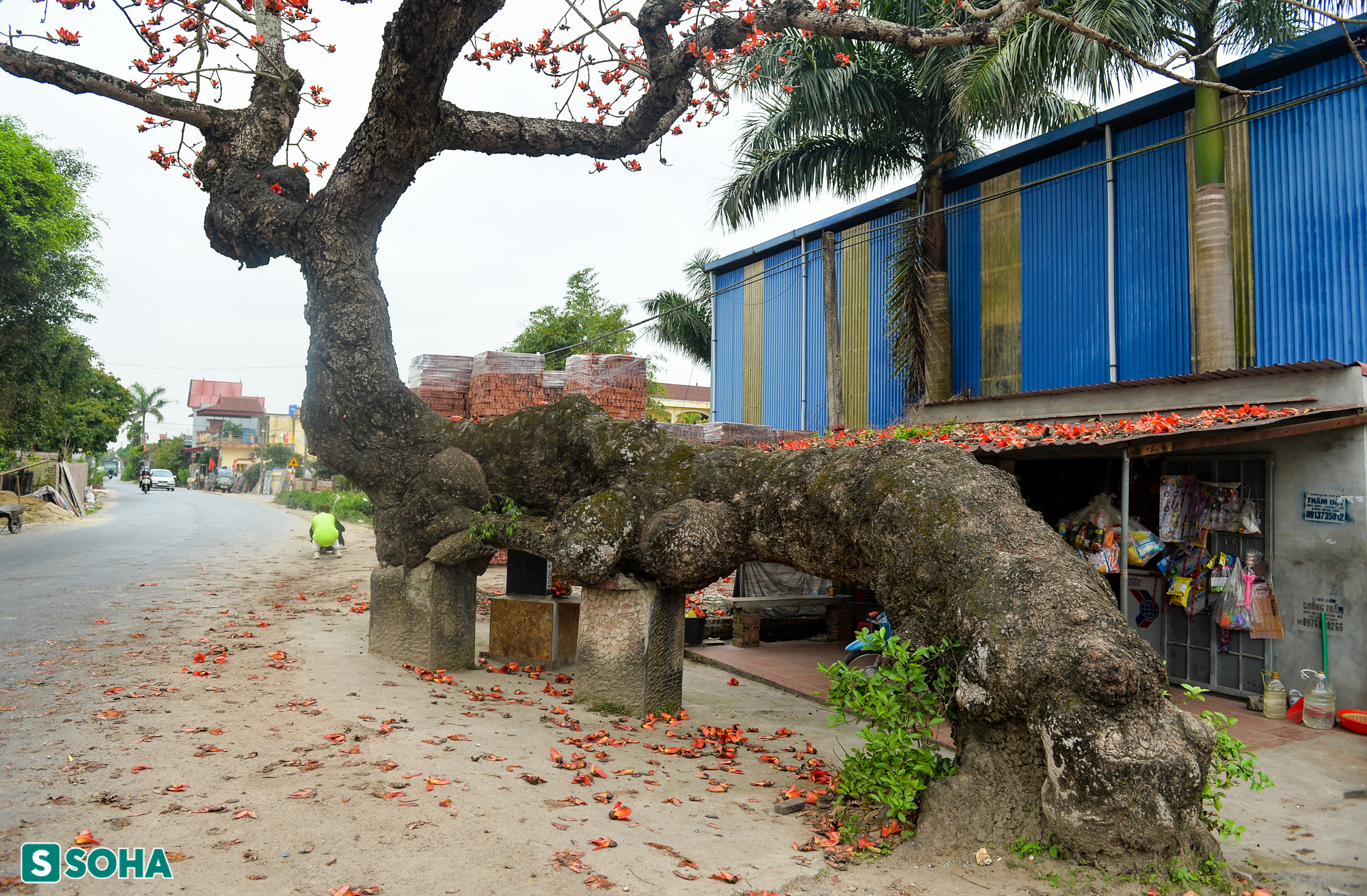 Mãn nhãn chiêm ngưỡng cây gạo gù, thân dáng rồng nở hoa đỏ rực ở Thái Bình - Ảnh 4.