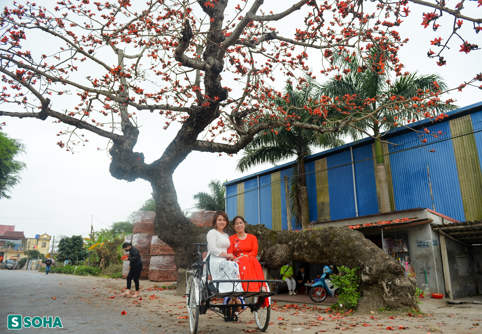 Mãn nhãn chiêm ngưỡng cây gạo gù, thân dáng rồng nở hoa đỏ rực ở Thái Bình - Ảnh 8.