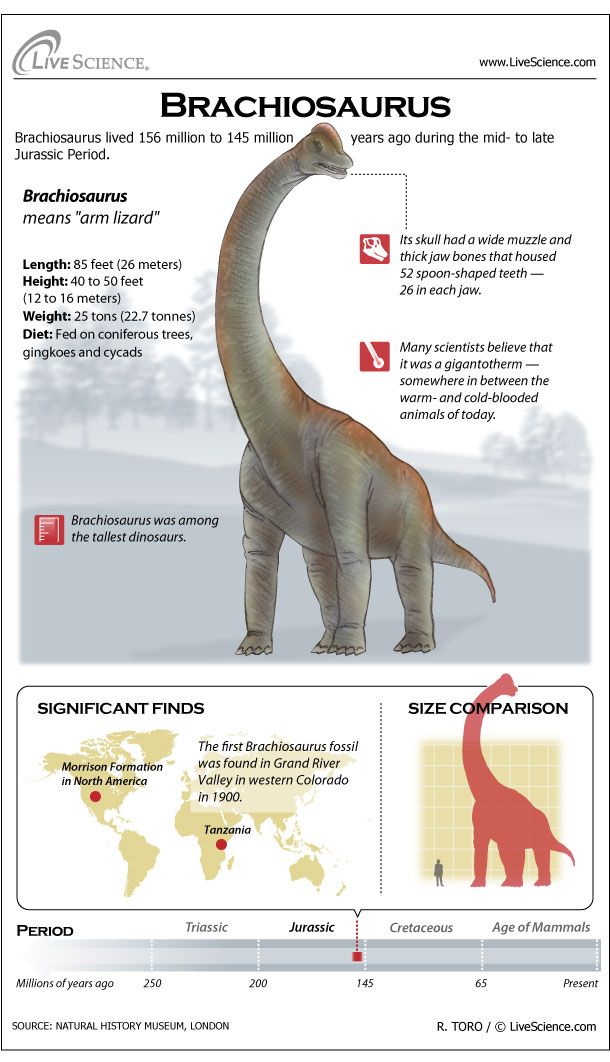 Khủng long Brachiosaurus, chỉ cần nôn thôi đã có thể giết được bạn rồi! - Ảnh 6.