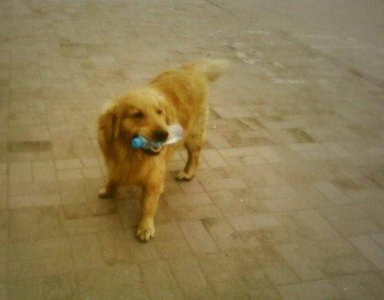 Golden dog brought back a garbage bag, the owner opened it and immediately rushed to find the police for help - Photo 2.