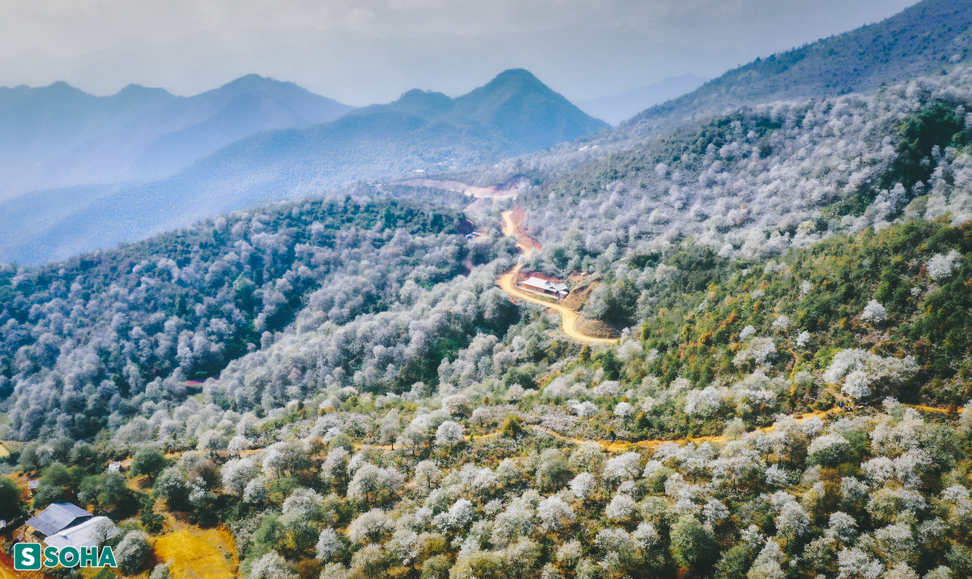 Hoa sơn tra nở đẹp ngỡ ngàng ở nơi cách Hà Nội chỉ 300 km - Ảnh 1.