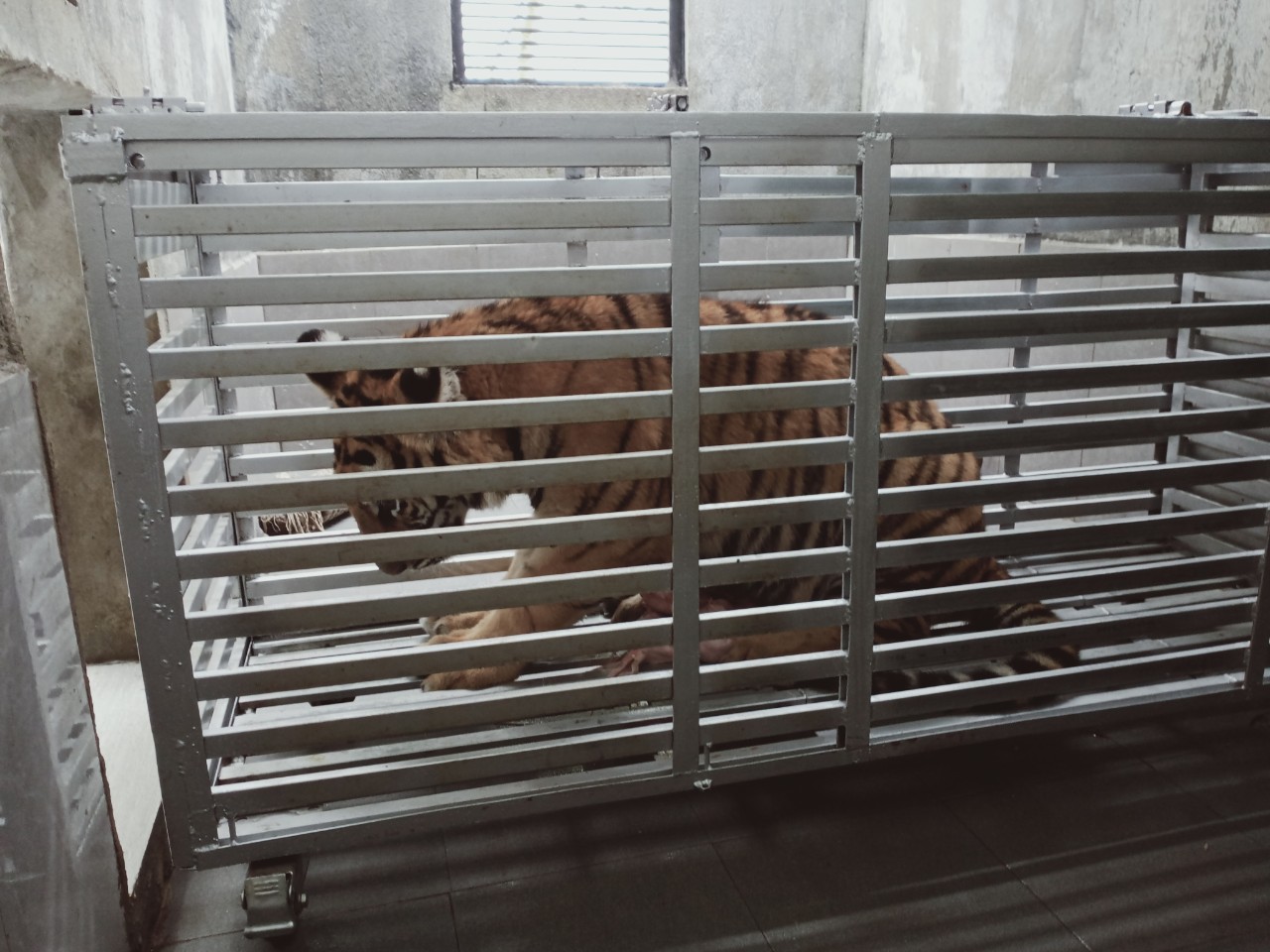 Dụ 7 con hổ Đông Dương vào lồng chở đến nơi ở mới, không dùng thuốc gây mê - Ảnh 2.