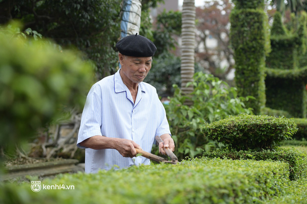  Ảnh: Ngắm hàng rào cây xanh 30 năm tuổi độc nhất vô nhị ở Hà Nội - Ảnh 6.