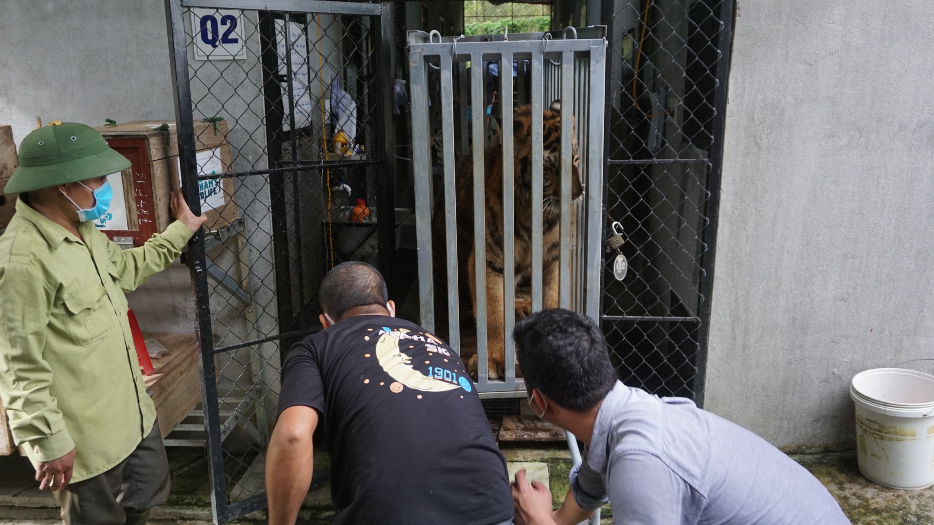 Dụ 7 con hổ Đông Dương vào lồng chở đến nơi ở mới, không dùng thuốc gây mê - Ảnh 3.