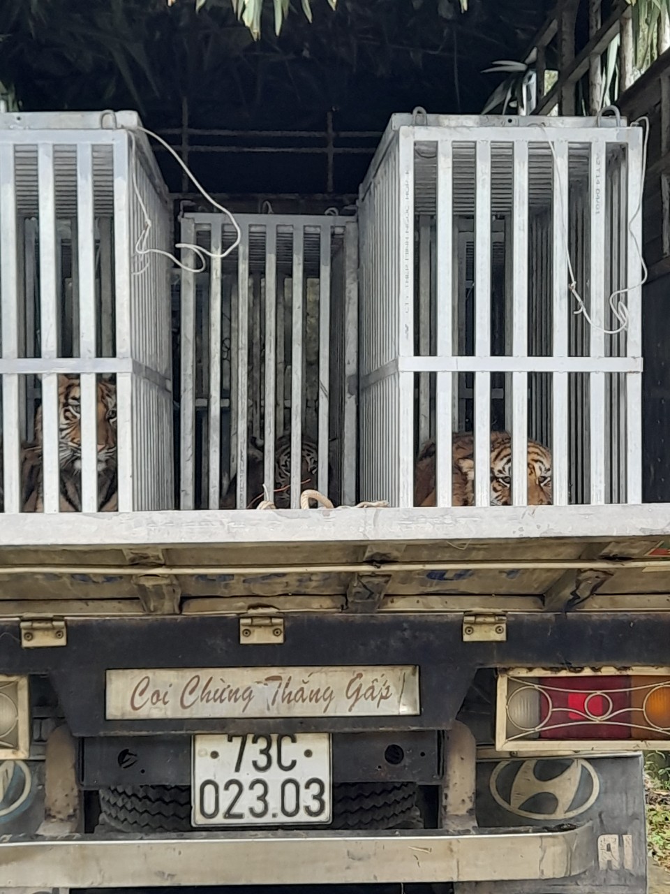 Dụ 7 con hổ Đông Dương vào lồng chở đến nơi ở mới, không dùng thuốc gây mê - Ảnh 5.
