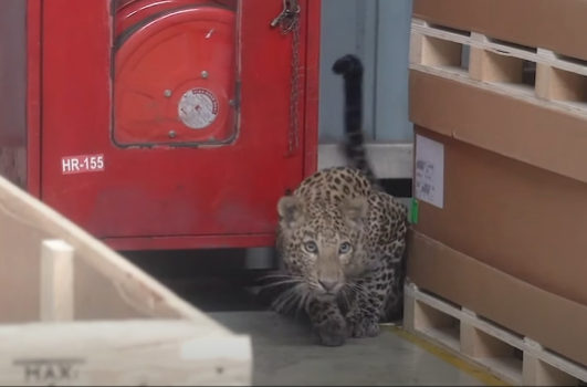 Leopards strayed into the Mercedes-Benz India car factory and the end - Photo 1.