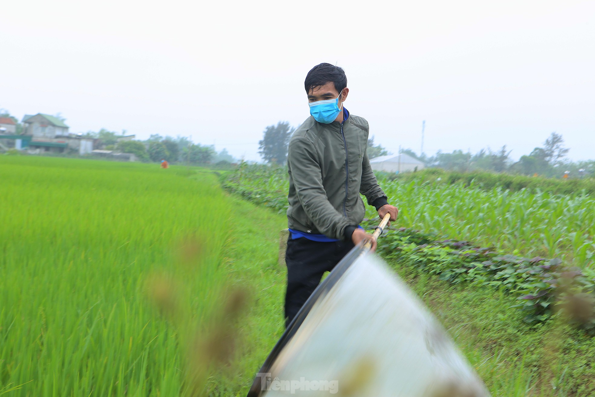 Vượt gần 100km đi săn cào cào, người dân kiếm tiền triệu mỗi ngày - Ảnh 11.