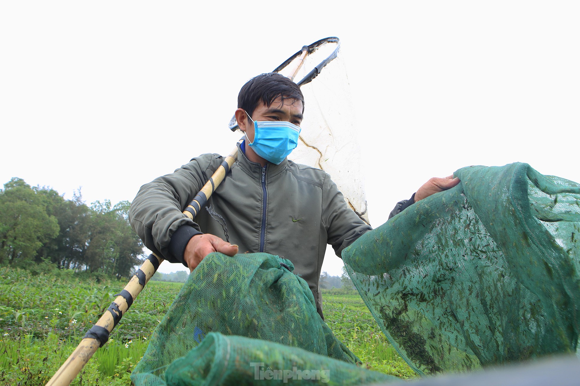 Vượt gần 100km đi săn cào cào, người dân kiếm tiền triệu mỗi ngày - Ảnh 10.