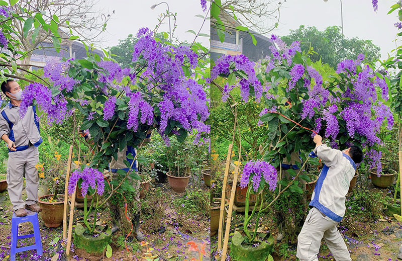 Mai xanh nhưng nở hoa tím lịm, 30 triệu/cây nhà giàu Việt săn mua - Ảnh 5. Mai xanh nhưng nở hoa tím lịm, 30 triệu/cây nhà giàu Việt săn mua - Ảnh 5.