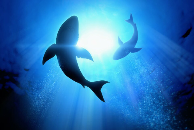 Những con cá mập trắng hung dữ có xu hướng lập hội tìm bạn đi săn - Ảnh 1.