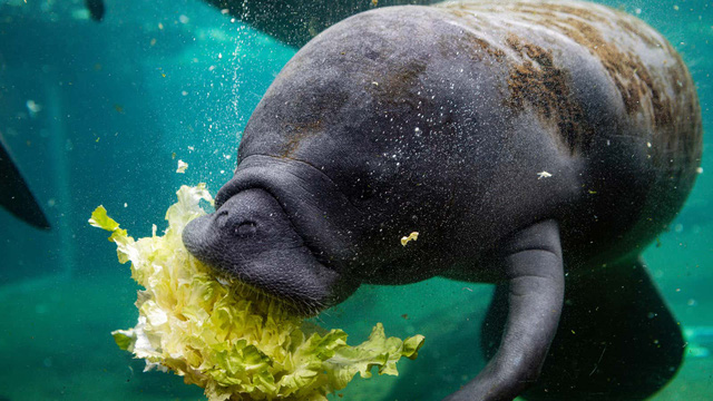 Thức ăn tự nhiên khan hiếm, Florida phải cho lợn biển ăn 9 tấn rau xà lách mỗi tuần - Ảnh 3.