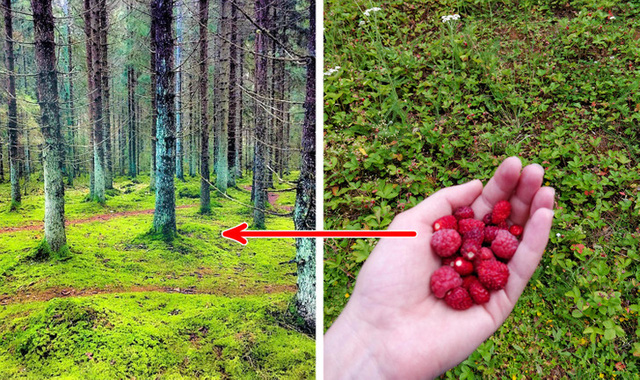 Những điều kỳ lạ về Phần Lan - quốc gia vùng cực bắc lạnh giá - Ảnh 13. Những điều kỳ lạ về Phần Lan - quốc gia vùng cực bắc lạnh giá - Ảnh 13.