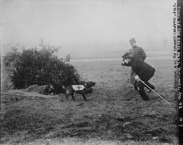 Mercy dog - Những người hùng thầm lặng trong Thế chiến thứ nhất - Ảnh 3.