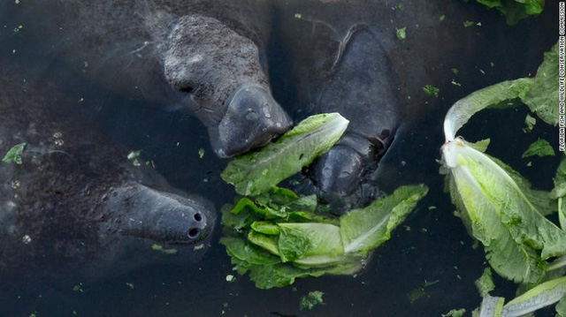 Thức ăn tự nhiên khan hiếm, Florida phải cho lợn biển ăn 9 tấn rau xà lách mỗi tuần - Ảnh 6.
