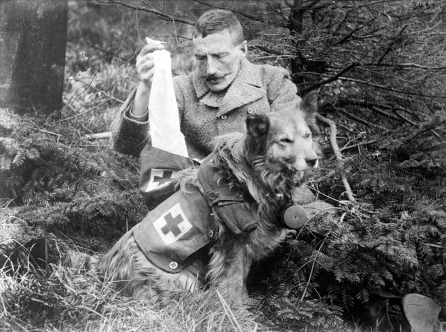 Mercy dog - Những người hùng thầm lặng trong Thế chiến thứ nhất - Ảnh 4.