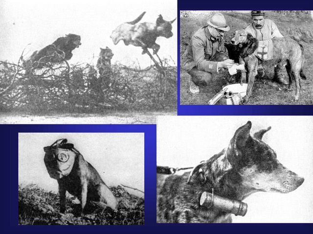 Mercy dog - Những người hùng thầm lặng trong Thế chiến thứ nhất - Ảnh 5.