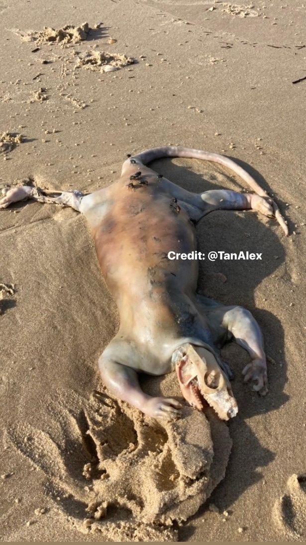 Đi dạo trên bãi biển, anh chàng phát hiện xác sinh vật lạ, đến gần càng giật mình hơn - Ảnh 3.