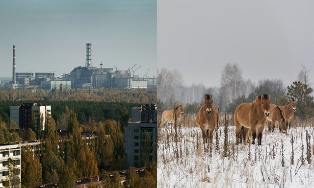 Hiện thực các loài động vật sống trong khu vực thảm họa Chernobyl - Ảnh 4.