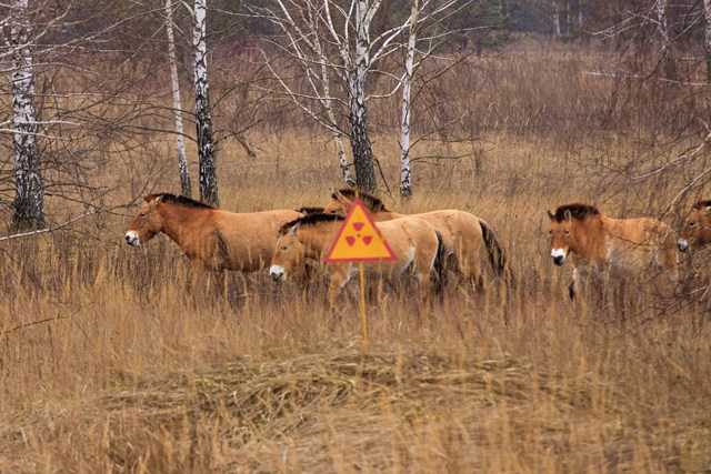 Hiện thực các loài động vật sống trong khu vực thảm họa Chernobyl - Ảnh 7.