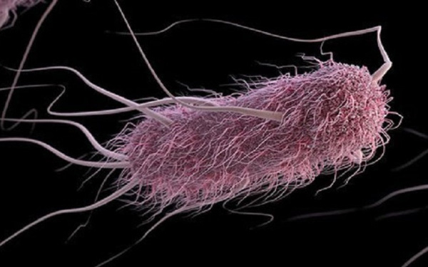 Tìm ra loại vi khuẩn được điều khiển bằng âm thanh, có khả năng TIÊU DIỆT căn bệnh gây ra cái chết cho hơn 9 triệu người/năm - Ảnh 1.