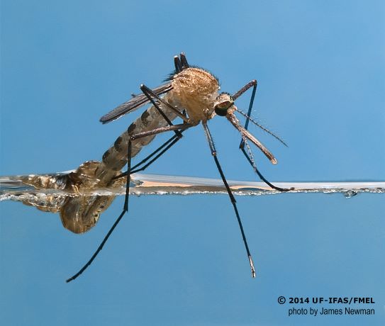 Khi thuốc diệt muỗi không giết được chúng, những con muỗi đang ngày một mạnh hơn - Ảnh 5.
