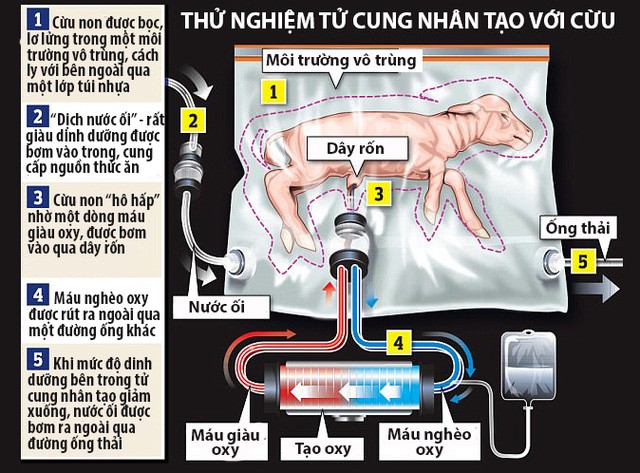 Công nghệ tử cung nhân tạo của Nhật Bản đã nuôi được phôi thai cá mập cho tới khi chào đời - Ảnh 3.