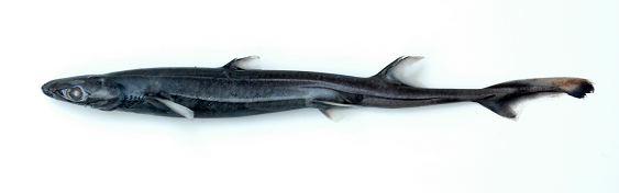 Công nghệ tử cung nhân tạo của Nhật Bản đã nuôi được phôi thai cá mập cho tới khi chào đời - Ảnh 4.