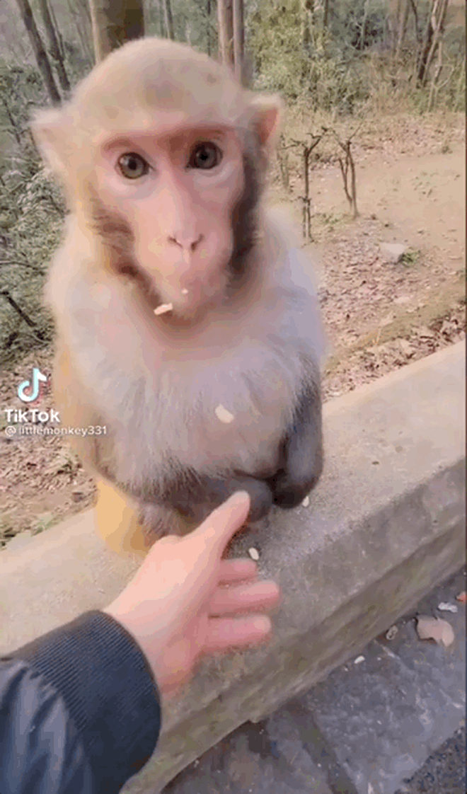 Một du khách lên rừng thấy chú khỉ hiền lành liền nảy sinh ý định bắt tay, hành động sau đó khiến ai cũng hét toáng lên! - Ảnh 2.