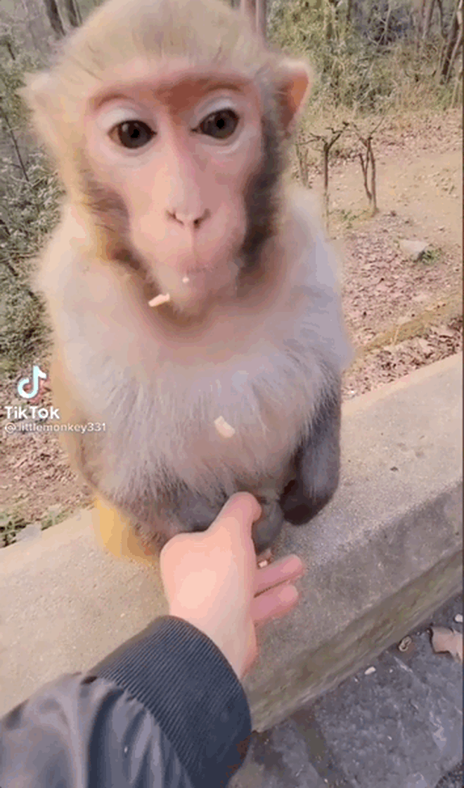 Một du khách lên rừng thấy chú khỉ hiền lành liền nảy sinh ý định bắt tay, hành động sau đó khiến ai cũng hét toáng lên! - Ảnh 3.
