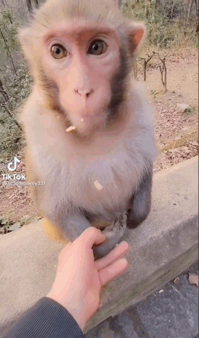 Một du khách lên rừng thấy chú khỉ hiền lành liền nảy sinh ý định bắt tay, hành động sau đó khiến ai cũng hét toáng lên! - Ảnh 4.