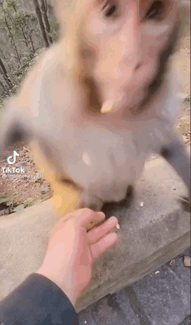 Một du khách lên rừng thấy chú khỉ hiền lành liền nảy sinh ý định bắt tay, hành động sau đó khiến ai cũng hét toáng lên! - Ảnh 5.