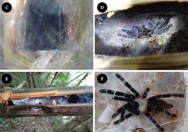Loài nhện khổng lồ đặc biệt sống trong ống tre - Ảnh 1.