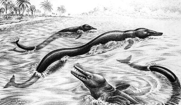 Hóa thạch 36 triệu năm tuổi của tổ tiên cá voi dưới sa mạc Peru, sống dưới nước mà vẫn còn dấu vết chi sau - Ảnh 3.