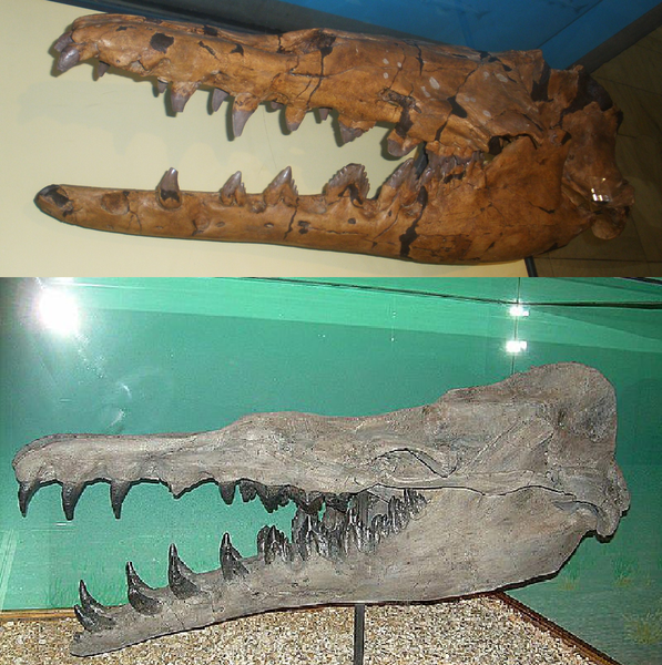Hóa thạch 36 triệu năm tuổi của tổ tiên cá voi dưới sa mạc Peru, sống dưới nước mà vẫn còn dấu vết chi sau - Ảnh 7.