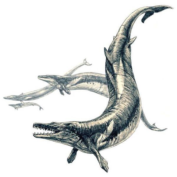 Hóa thạch 36 triệu năm tuổi của tổ tiên cá voi dưới sa mạc Peru, sống dưới nước mà vẫn còn dấu vết chi sau - Ảnh 10.
