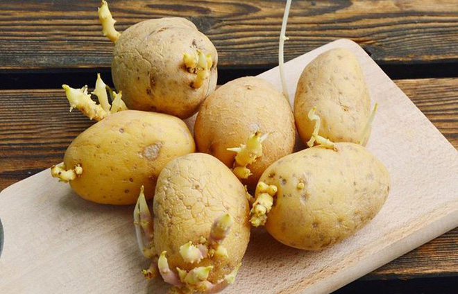 Can sprouted potatoes be eaten?  - Photo 2.